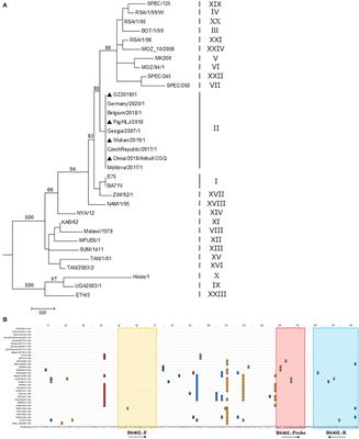 A Triplex PCR Method for Distinguishing the Wild-Type African Swine Fever Virus From the Deletion Strains by Detecting the Gene Insertion